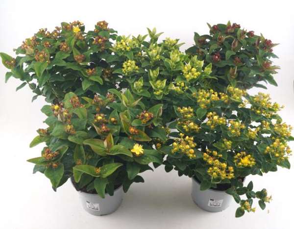 Picture of HYPERICUM HYPEARLS