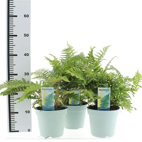 Picture of FERNS (OUTDOOR) MIX