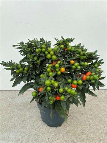 Picture of Solanum pseudocapsicum supreme