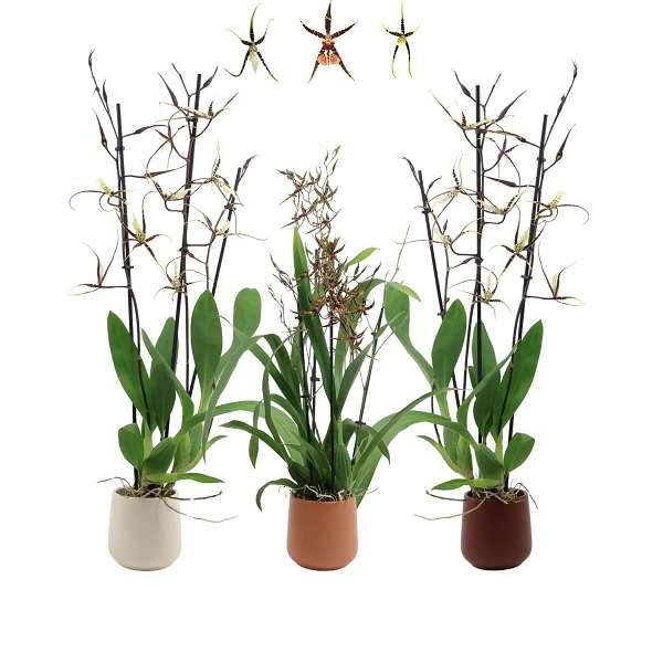 Picture of Brassia 03-stem in ceramic
