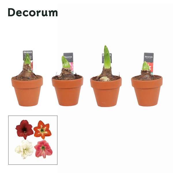 Picture of HIPPEASTRUM 02-FL MIX IN TERRACOTTA POT