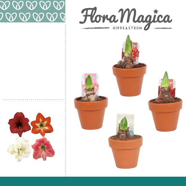 Picture of Hippeastrum 02-fl mix in terracotta pot