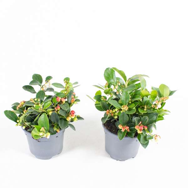 Picture of GAULTHERIA PROCUMBENS