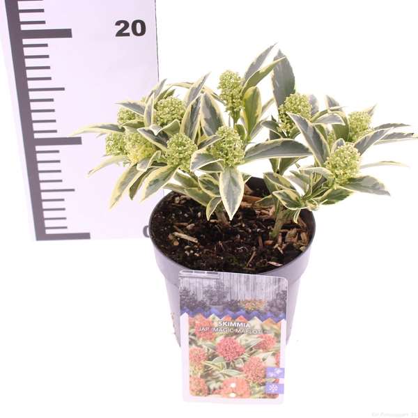 Picture of SKIMMIA JAPONICA MAGIC MARLOT 08+FL