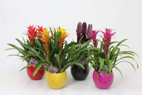 Picture of BROMELIA MIX 3PP IN BALL CERAMIC