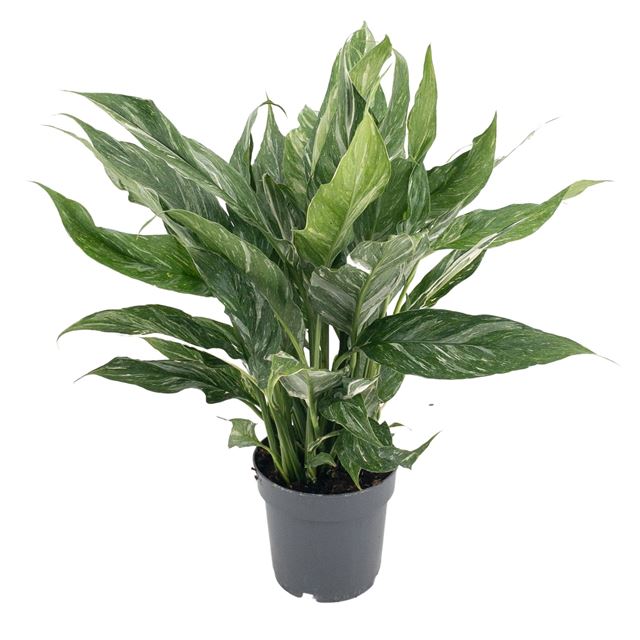 Picture of Spathiphyllum diamond variegata