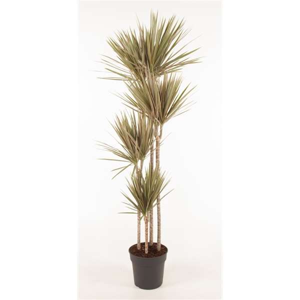 Picture of DRACAENA MARGINATA BICOLOR 120+/90+/60+/30+