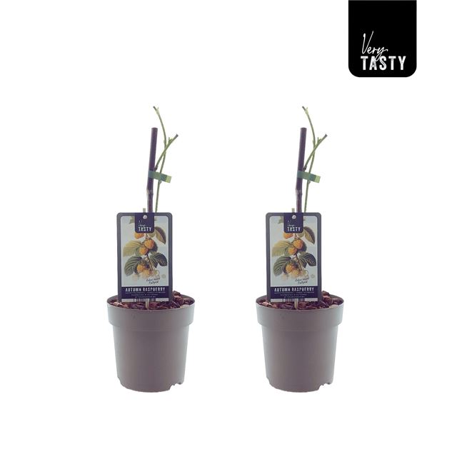 Picture of Rubus fallgold