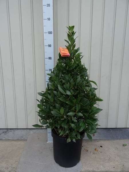 Picture of LAURUS NOBILIS PYRAMID 100CM