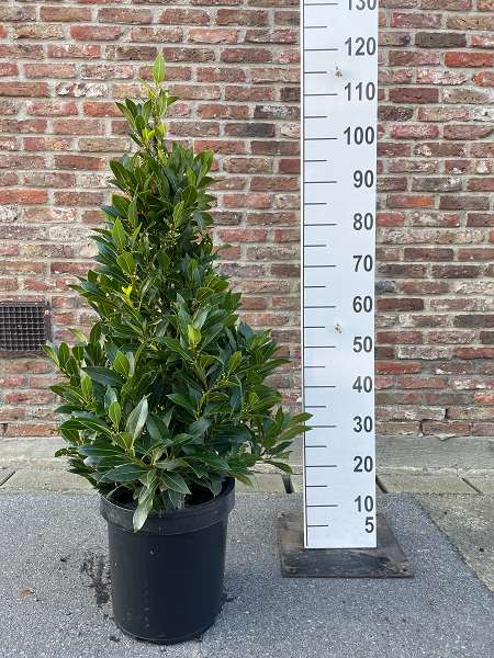 Picture of LAURUS NOBILIS PYRAMID 110CM