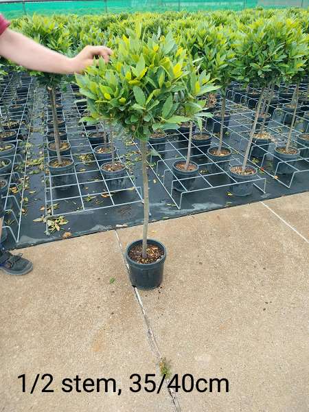 Picture of LAURUS NOBILIS 1/2 STEM 35/40M HEAD