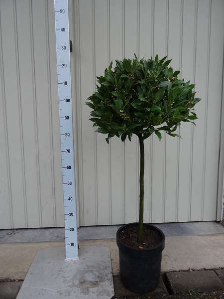 Picture of LAURUS NOBILIS 1/2 STEM 40-45CM HEAD