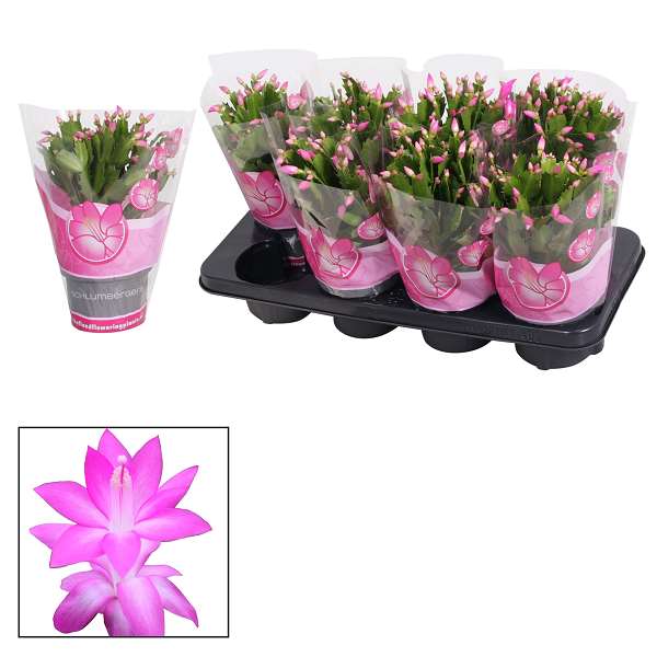 Picture of Schlumbergera pink