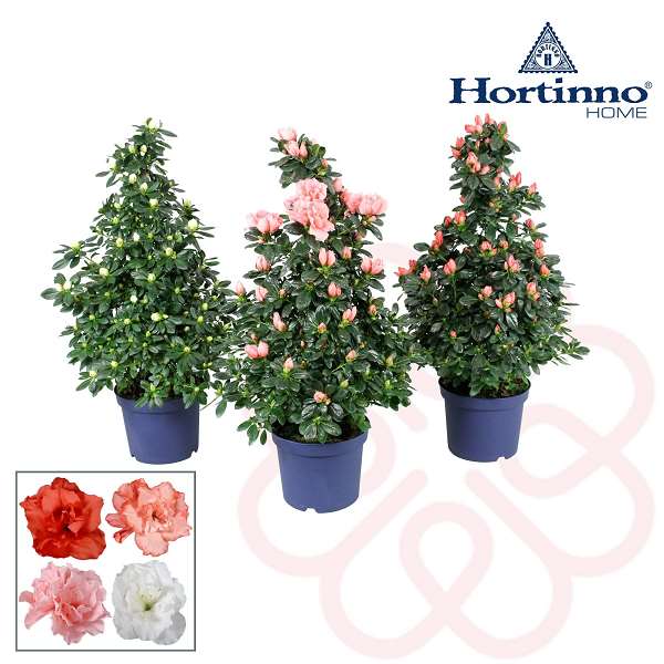 Picture of RHODODENDRON SIMSII (AZALEA) HORTINNO MIX PYRAMID
