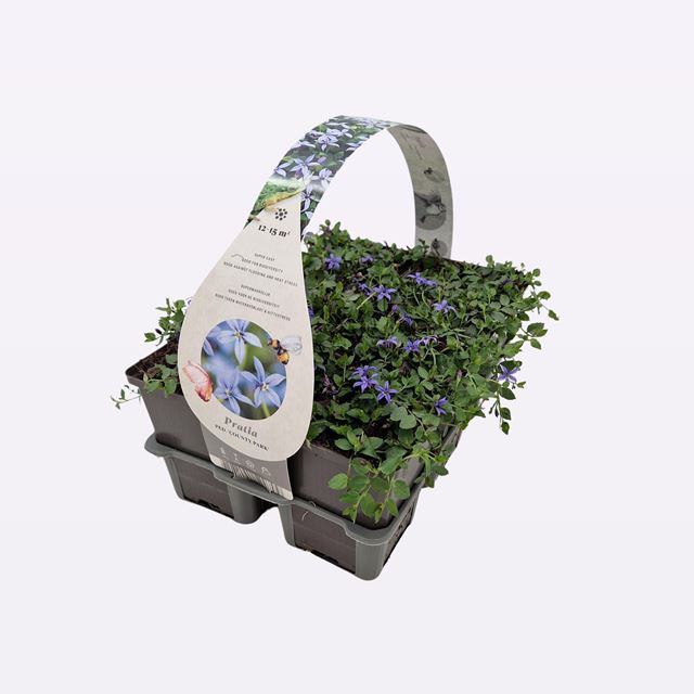 Picture of Pratia pedunculata county park 06-pack