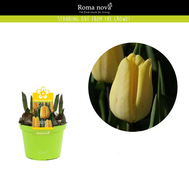 Picture of Tulipa sunny flair
