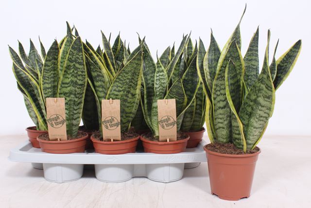 Picture of SANSEVIERIA TRIFASCIATA FUTURA SUPERBA