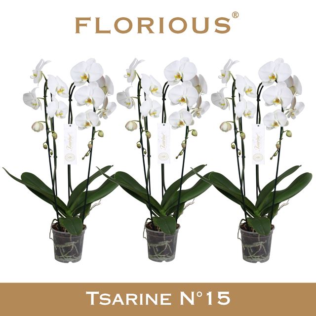 Picture of Phalaenopsis 02-stem tsarine cascade white