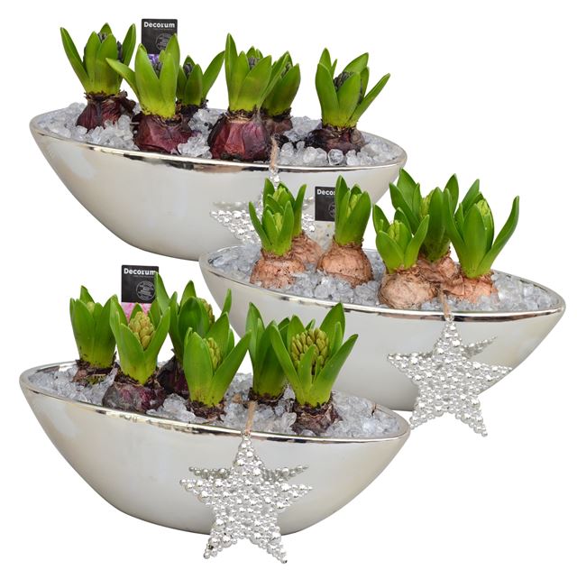 Picture of HYACINTHUS 06BULBS BOAT CERAMIC + STAR