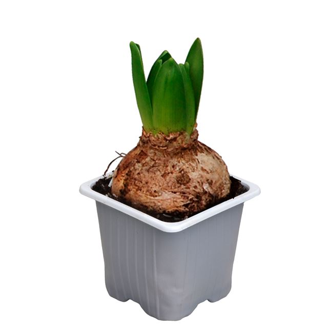 Picture of HYACINTHUS 01BULB WHITE