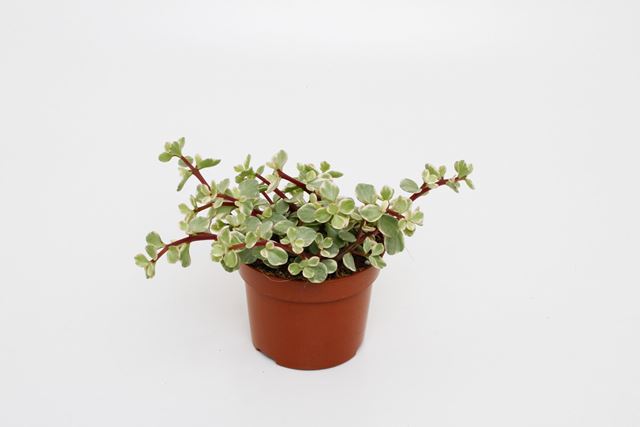 Picture of PORTULACARIA AFRA VARIGATA