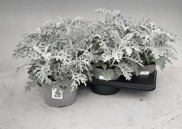 Picture of Senecio cineraria maritima