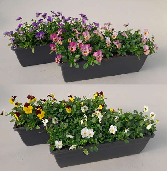 Picture of VIOLA CORNUTA ENDURIO WINDOWBOX