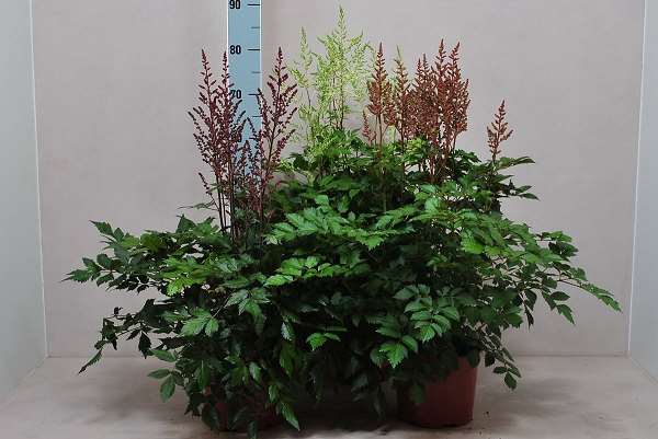 Picture of ASTILBE ARENDSII MIX