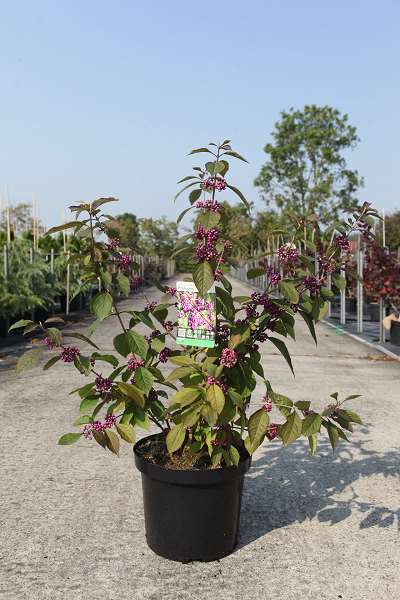 Picture of CALLICARPA BODINIERI PROFUSION