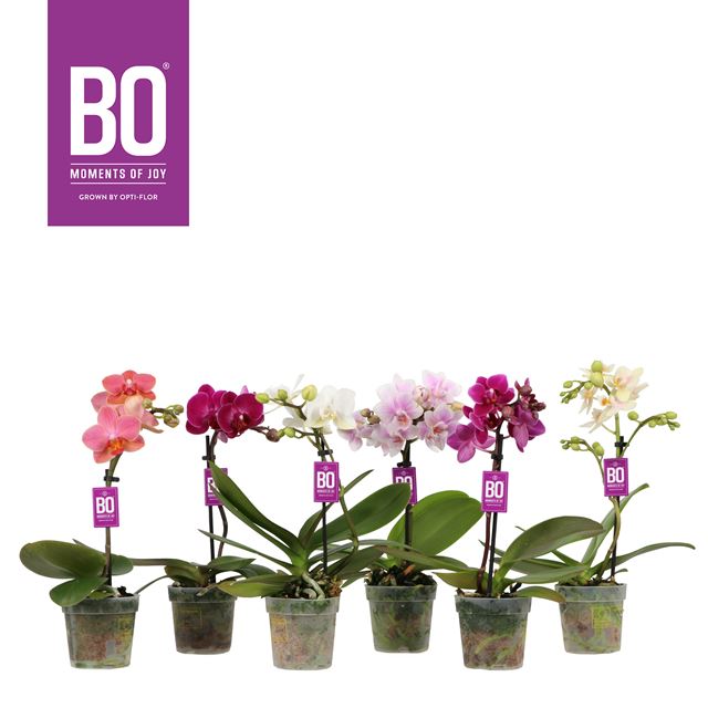 Picture of PHALAENOPSIS 01-STEM MULTI-MINIFLORA MIX