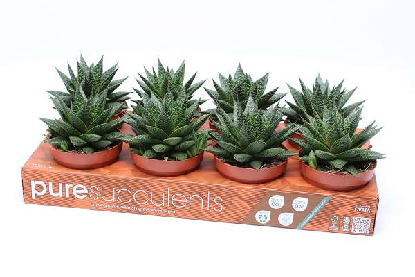Picture of GASTERIA FLOW