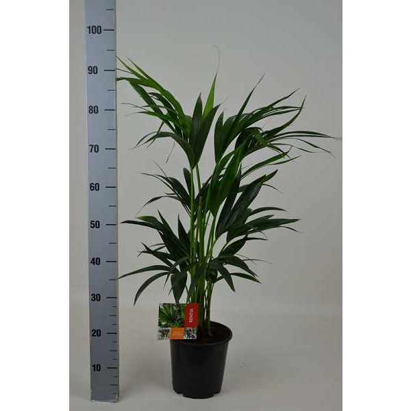 Picture of HOWEA FORSTERIANA 05PP