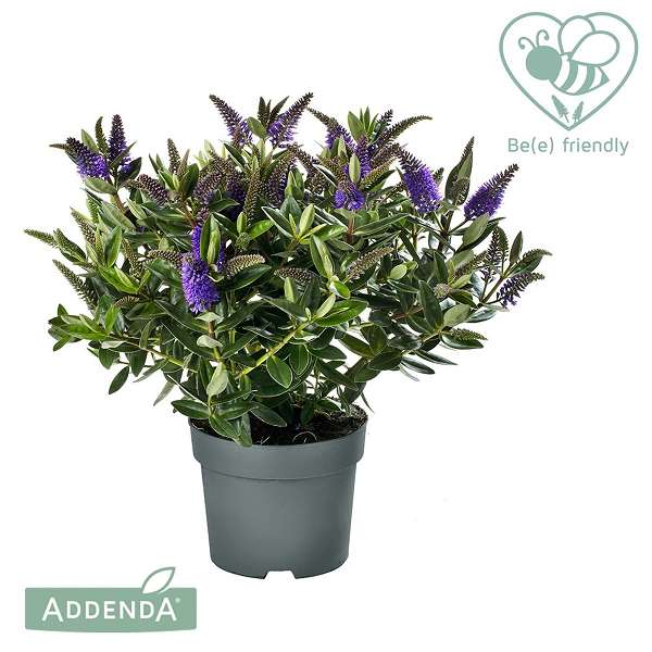 Picture of Veronica (hebe) addenda anna