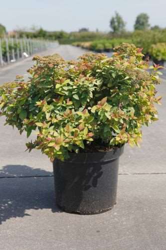 Picture of SPIRAEA JAPONICA DOUBLE PLAY BIG BANG