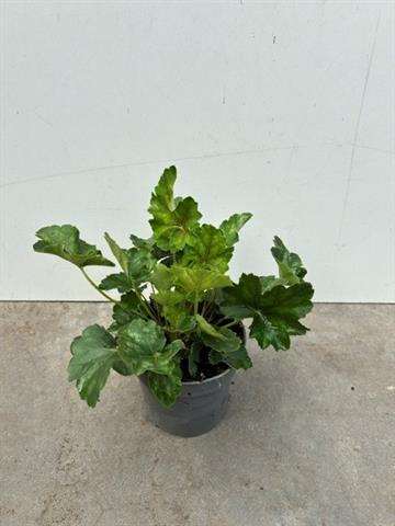 Picture of Heuchera green