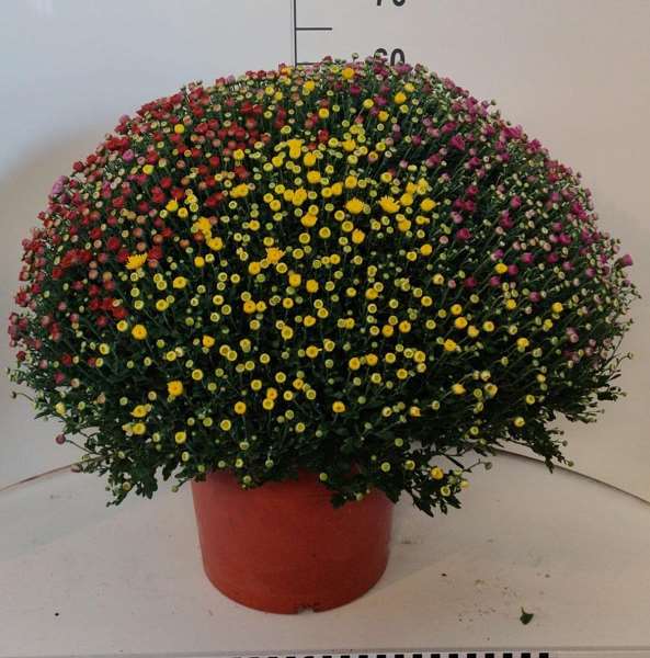 Picture of Chrysanthemum garden mums jumbo carnaval