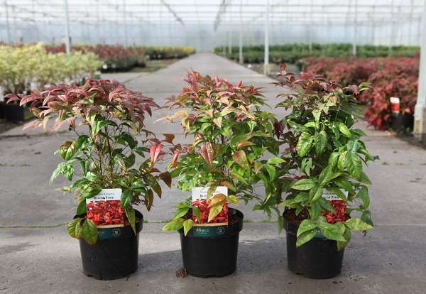 Picture of Nandina domestica blush pink