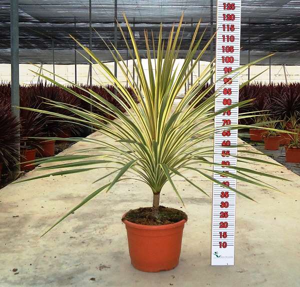 Picture of CORDYLINE TORBAY DAZZLER C15L