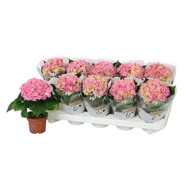 Picture of HYDRANGEA MACROPHYLLA 01-FL PINK