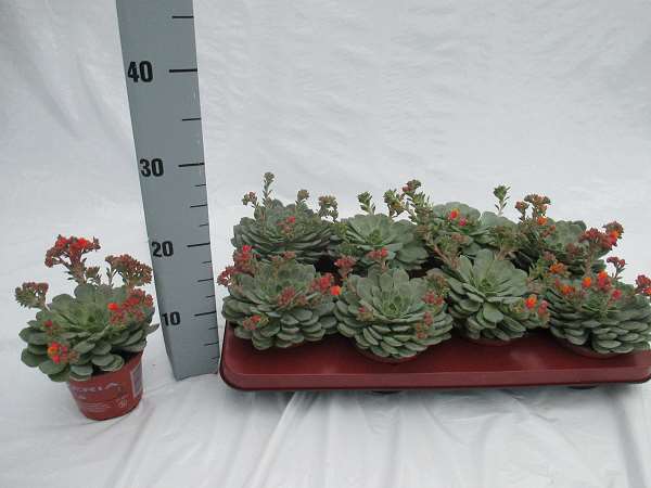 Picture of ECHEVERIA DONDO