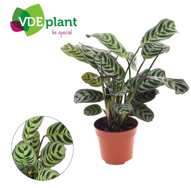 Picture of Ctenanthe burle marxii