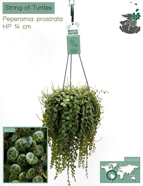 Picture of Peperomia prostrata hangpot