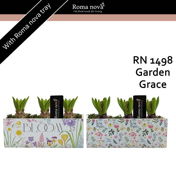 Picture of Hyacinthus 03bulbs wood garden grace