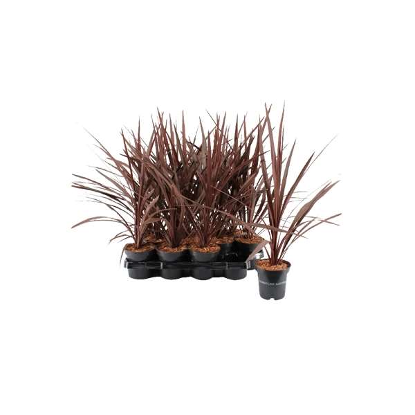 Picture of CORDYLINE AUSTRALIS RED STAR