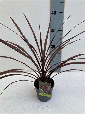 Picture of CORDYLINE AUSTRALIS RED STAR