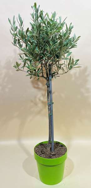 Picture of OLEA EUROPAEA TIGE POT VERT 19CM