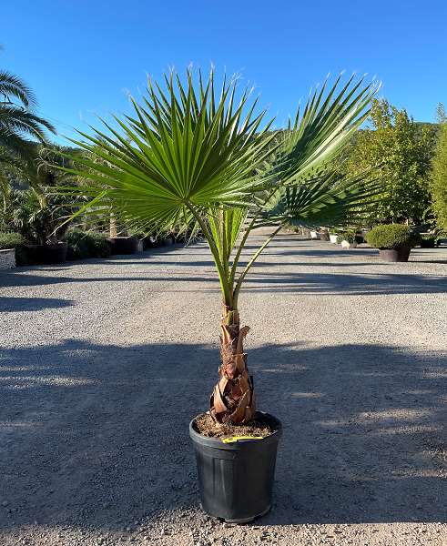 Picture of WASHINGTONIA ROBUSTA C25L TRONC 20/30CM