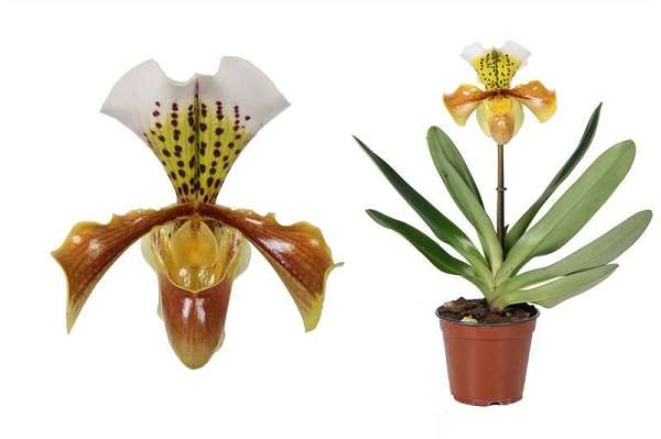 Picture of PAPHIOPEDILUM 01-STEM AMERICAN HYBRID