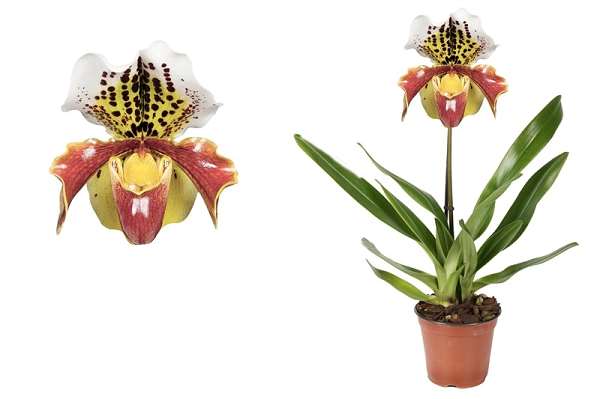 Picture of PAPHIOPEDILUM 01-STEM AMERICAN HYBRID