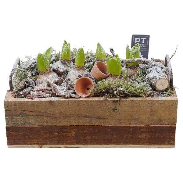 Picture of WINTER HYACINTHUS ARRANGEMENT IN WOODEN BOX